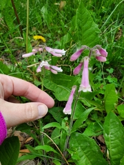 Penstemon