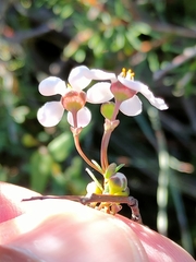 Euryomyrtus ramosissima ramosissima