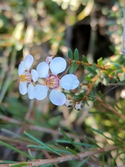 Euryomyrtus ramosissima ramosissima