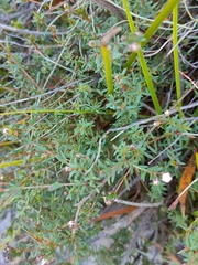 Euryomyrtus ramosissima ramosissima