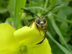 Eucera gracilipes