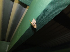 Antithemerastis acrobela