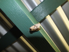Antithemerastis acrobela