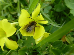 Eucera gracilipes