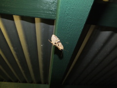 Antithemerastis acrobela