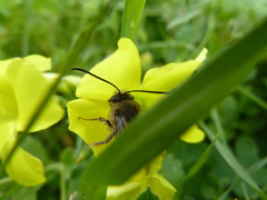 Eucera gracilipes