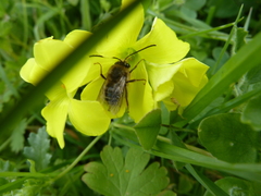 Eucera gracilipes