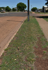 Tribulopis pentandra