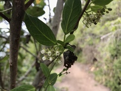 Cynanchum ellipticum