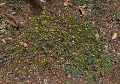 Tribulopis pentandra