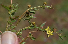 Tribulopis pentandra