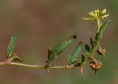 Tribulopis pentandra