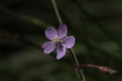 Drosera aquatica
