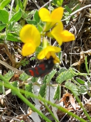 Zygaena oxytropis