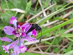 Zygaena oxytropis