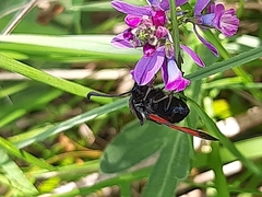 Zygaena oxytropis