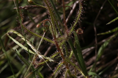 Drosera aquatica