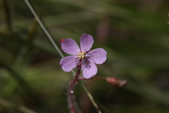 Drosera aquatica