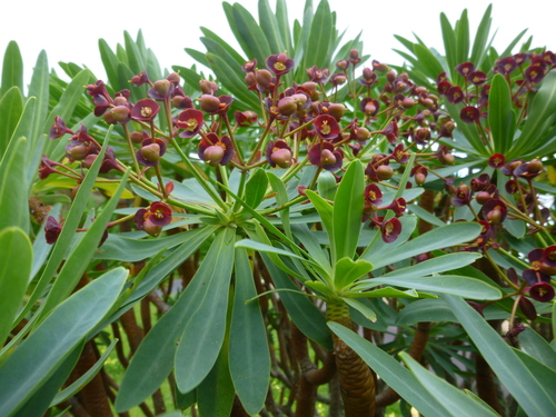 Image of Euphorbia atropurpurea by (c) Andreas Taeger, some rights reserved (CC BY)