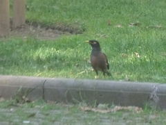 Acridotheres tristis