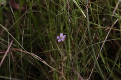 Drosera aquatica