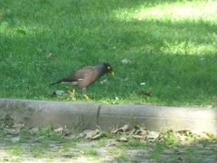 Acridotheres tristis