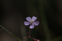 Drosera aquatica