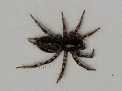 Textrix denticulata