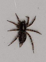 Textrix denticulata
