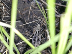 Arcyptera microptera