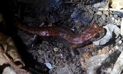 Speleomantes italicus