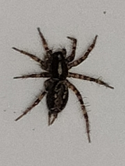 Textrix denticulata