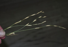 Xerochloa imberbis