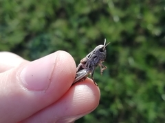 Arcyptera microptera