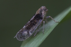 Tachycixius pilosus