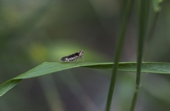 Tachycixius pilosus