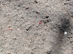 Trombidium holosericeum