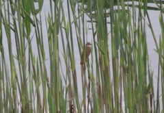 Acrocephalus arundinaceus