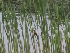 Acrocephalus arundinaceus
