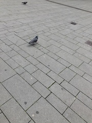 Columba livia domestica
