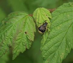 Trichiotinus assimilis