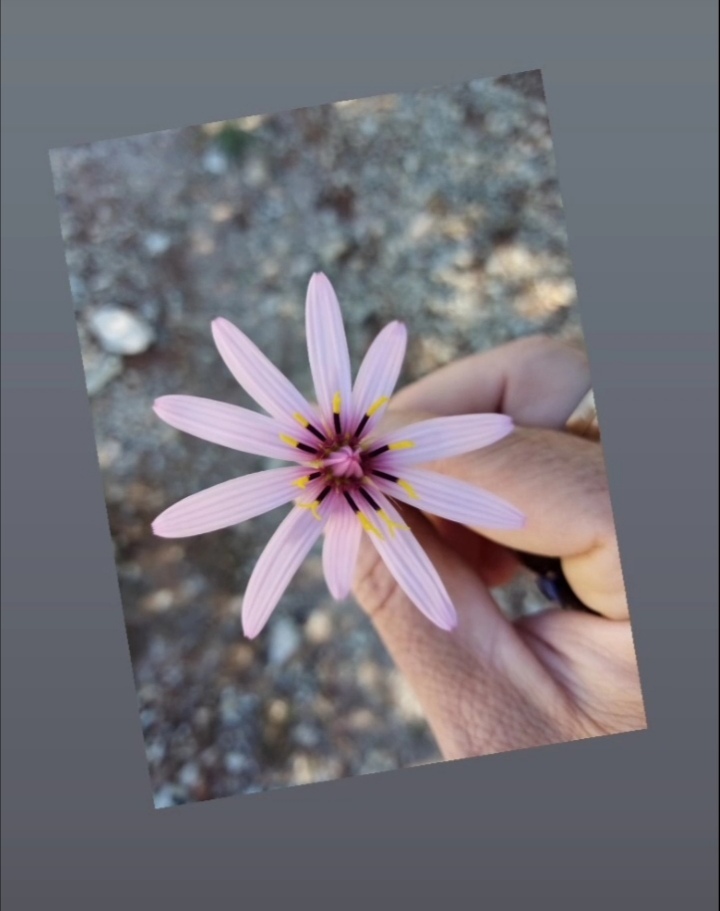 Tragopogon pterodes
