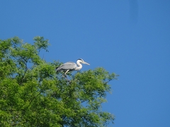 Ardea cinerea