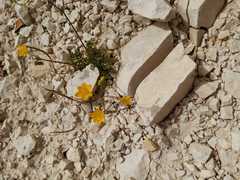 Hypecoum procumbens