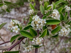 Cotoneaster pannosus