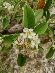 Cotoneaster pannosus