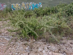 Cotoneaster pannosus