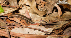 Lampropholis couperi