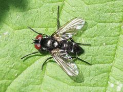 Gastrolepta anthracina