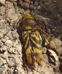 Xylotrechus chinensis